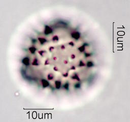 Sweetbush Pollen