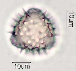 Sweetbush Pollen