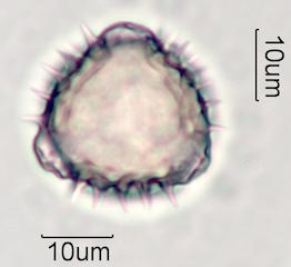 Sweetbush Pollen