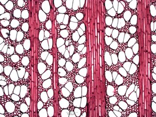 American Sycamore, Cross-Section