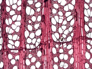 American Sycamore, Cross-Section