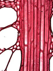 American Sycamore, Cross-Section