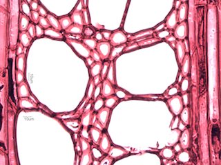 American Sycamore, Cross-Section