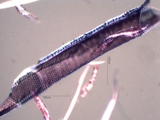 American Sycamore Fibers