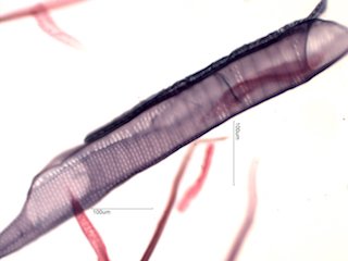 American Sycamore Fibers