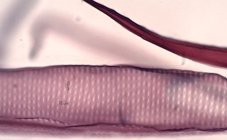 American Sycamore Fibers