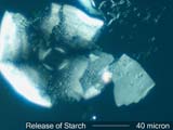 Release of Starch from Pollen Grain