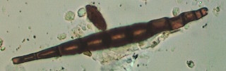 Taeniolella Spore