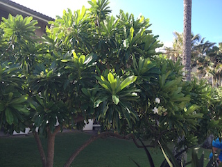 Tahitian Gardenia