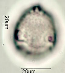 Tahitian Gardenia Pollen
