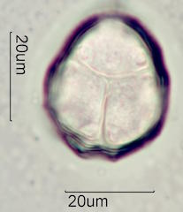 Tahitian Gardenia Pollen