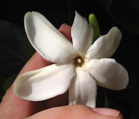 Tahitian Gardenia