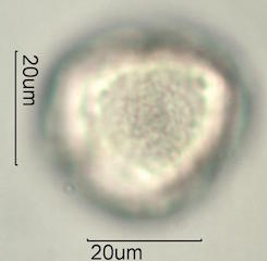 Tahitian Gardenia Pollen