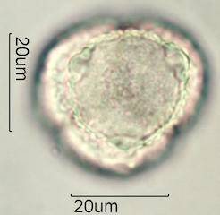 Tahitian Gardenia Pollen