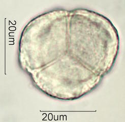 Tahitian Gardenia Pollen