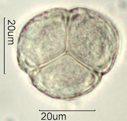 Tahitian Gardenia Pollen