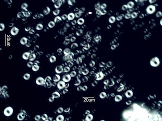 Tapioca Starch Under the Microscope