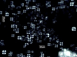 Tapioca Starch Under the Microscope