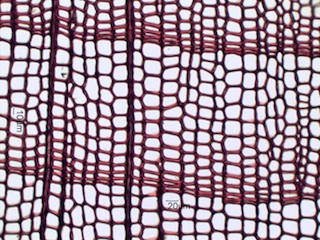 Taxus brevifolia, Cross-Section