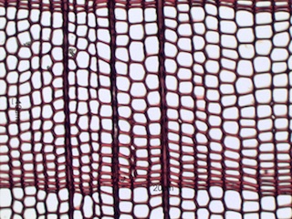 Taxus brevifolia, Cross-Section
