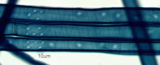 Taxus brevifolia Fiber