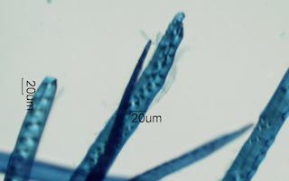 Taxus brevifolia Fiber