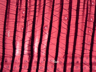 Cross-Field Pitting