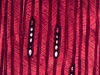 Taxus brevifolia, Tangential-Section