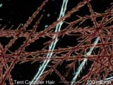 Tent Caterpiller Hair