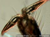 Termite Foot