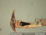 Termite Foot