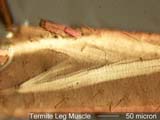 Termite Leg Muscles