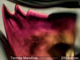 Termite Mandible
