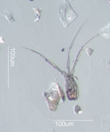 Tetraploa Spore