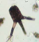 Tetraploa Spore