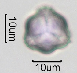 Thimbleberry Pollen
