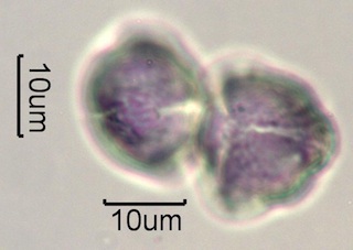 Thimbleberry Pollen
