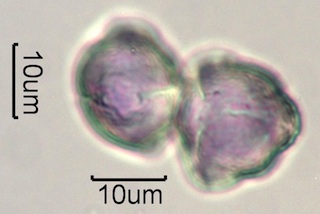 Thimbleberry Pollen