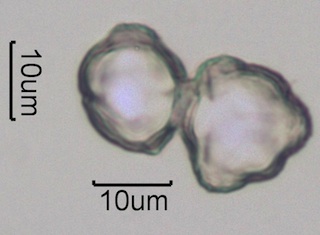 Thimbleberry Pollen