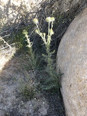 Cirsium neomexicana