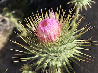 Cirsium neomexicana