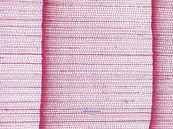 Thuja occidentalis, Cross-Section