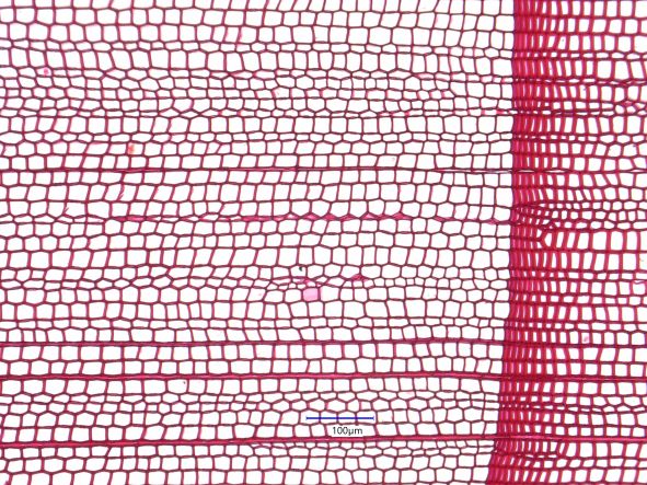 Thuja occidentalis, Cross-Section