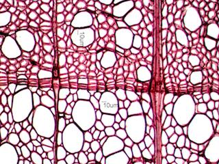 Tilia americana Cross-Section