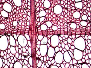 Tilia americana Cross-Section
