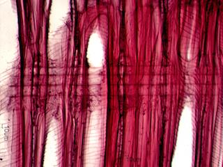 Tilia americana Radial Section