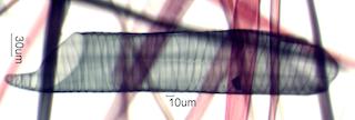 Tilia americana Fiber