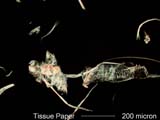 Paper Fiber from Tissue