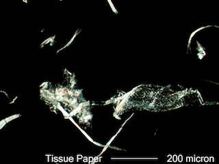Paper Fiber from Tissue
