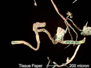 Paper Fiber from Tissue